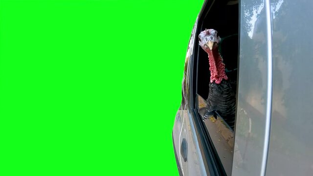 The turkey sits in the car and looks in different directions on the green screen.