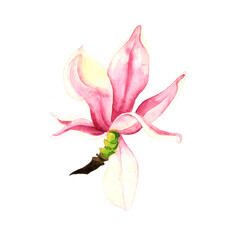 Magnolia-spring-flower