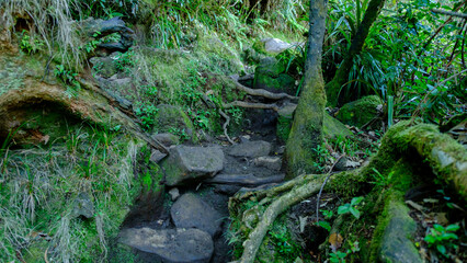 Obraz premium Stairs and path in the jungle, Reunion Island 