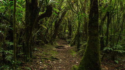 path in the jungle, Reunion Island