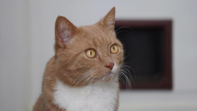 Tabby Cat Eyes Dilating Cinemagraph Loop