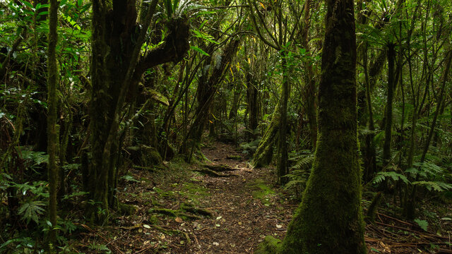 path in the jungle, Reunion Island