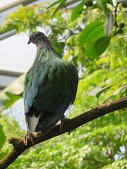 Pigeon