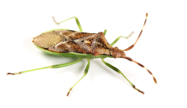 Western conifer seed bug (Leptoglossus occidentalis) isolated on white background