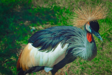 big bird with reddish face in safari © Hasnain