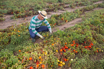 Frustrated young adult male farmer checking tomatoes on field with many damages after thunderstorm and massive rain