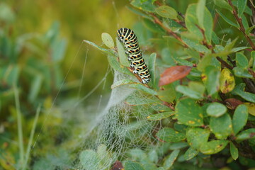 a caterpillar on a blueberry plant with spiderweb and dew drops in the morning 