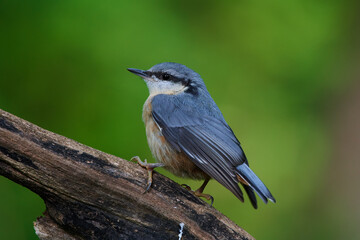 Eurasian Nuthatch in Danube forest, Slovakia, Europe