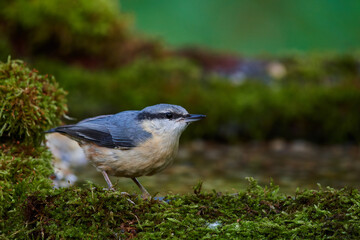 Eurasian nuthatch in natural environment, Danube forest, Slovakia, Europe