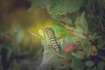 a caterpillar on a blueberry plant with spiderweb and dew drops in the morning 