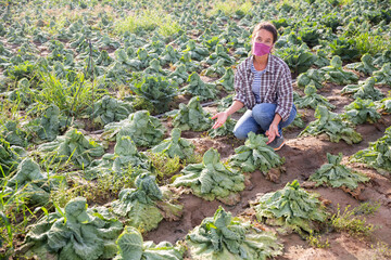 Frustrated female farmer in protective face mask checking savoy cabbage on field damaged after thunderstorm and massive rain