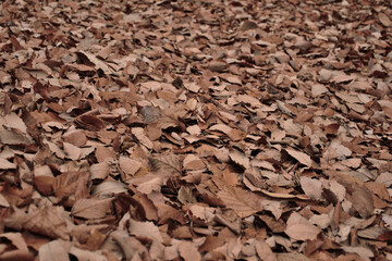 Field of dead leaves.
