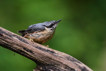 Eurasian nuthatch in natural environment, Danube forest, Slovakia, Europe
