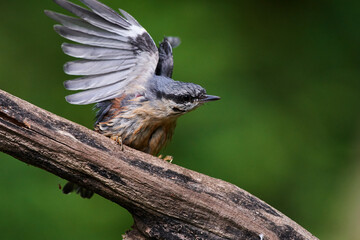 Eurasian Nuthatch in Danube forest, Slovakia, Europe