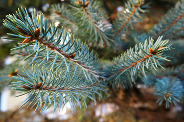 Naklejka na ściany i meble close a sprig of a blue spruce branch with short needles in the forest . Christmas season