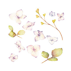 Hydrangea watercolor illustration. Beautiful flowers isolated on a white background