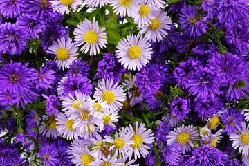 Fototapeta premium Bouquet of small asters of lilac and dark purple color, background