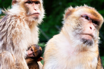 Berberaffen Familie mit Baby