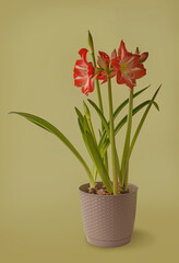  Amaryllis (Hippeastrum) Galaxy Group 