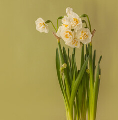 Blooming white double daffodils