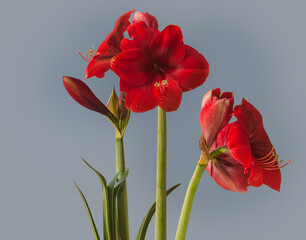 Bud dark red Amaryllis (Hippeastrum)