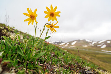 Blooming Arnica frigida. Summer tundra plants. Flowers growing wild in the Arctic. Wildflowers of...