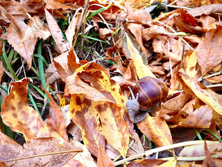 snail in autumn leaves