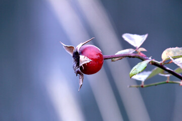 Japanese rose - Rosa multiflora. It is called "Noibara" in Japan.
