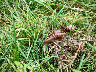 two small snails in the grass