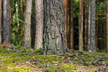 Piękny i zjawiskowy las sosnowy Pinus sylvestris pachnący żywicą, runo leśne, ściółka leśna - obrazy, fototapety, plakaty