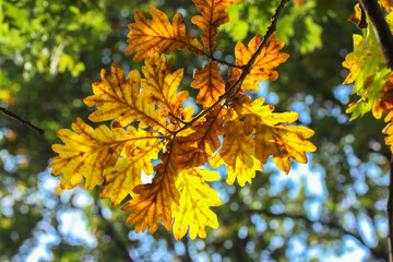 Golden oak leaves on a tree branch illuminated by sunlight on a beautiful autumn warm day