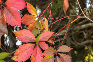 Leaves and berries of wild grapes in autumn close-up, October