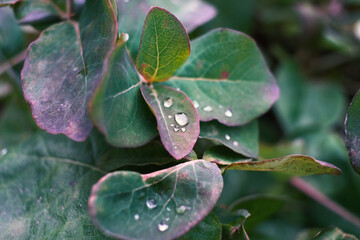 Light green leaves with raindrops