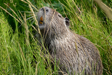 A gray muskrat with yellow teeth sits on a background of green grass.