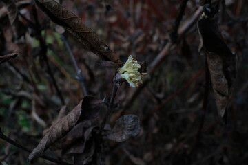 Small yellow flower 