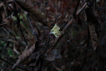 Small yellow flower 