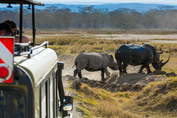 Tourists photographing wild rhino © Kushnirov Avraham