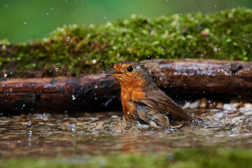 European robin in natural environment, Danube forest, Slovakia, Europe