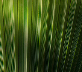 Obraz premium Palm leaf on a Sunny day