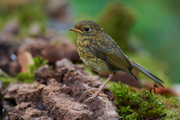 European robin in natural environment, Danube forest, Slovakia, Europe