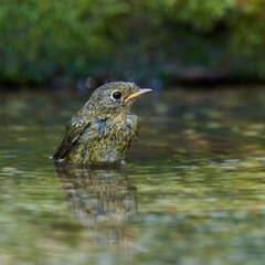 European robin in natural environment, Danube forest, Slovakia, Europe