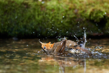 European robin in natural environment, Danube forest, Slovakia, Europe