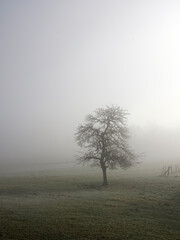 paysage et brouillard - 384740102