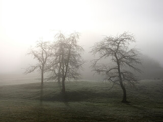 paysage et brouillard - 384740112