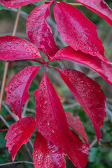 Beautiful red ivy like epiphyte leaves in the city park in Autumn colors as a background.