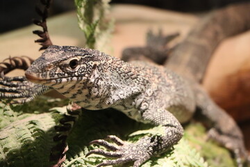 lizard on the rock