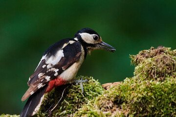 Great spotted woodpecker ,,dendrocops major,, sitting in deep forest, Slovakia, Europe