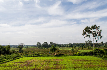 Agriculture field fill with crops village area are best to build to any land farm like for Flower farming  for sell on to market.