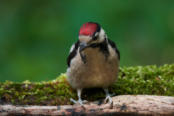 Great spotted woodpecker ,,dendrocops major,, sitting in deep forest, Slovakia, Europe