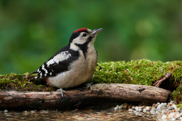 Great spotted woodpecker ,,dendrocops major,, sitting in deep forest, Slovakia, Europe